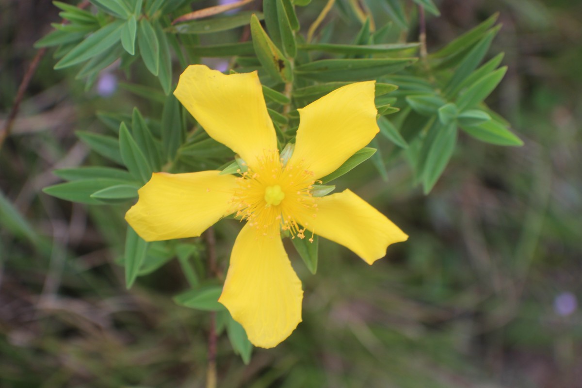 Hypericum mysurense Wall. ex Wight & Arn.